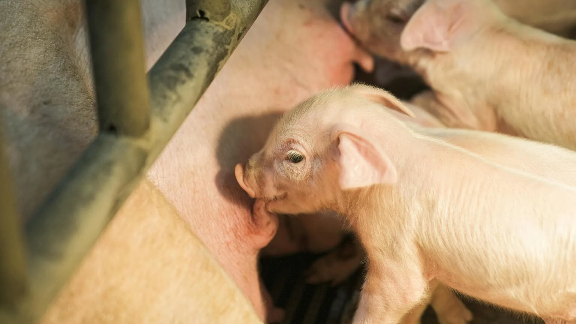 Iron Deficiency in piglets after furrowing