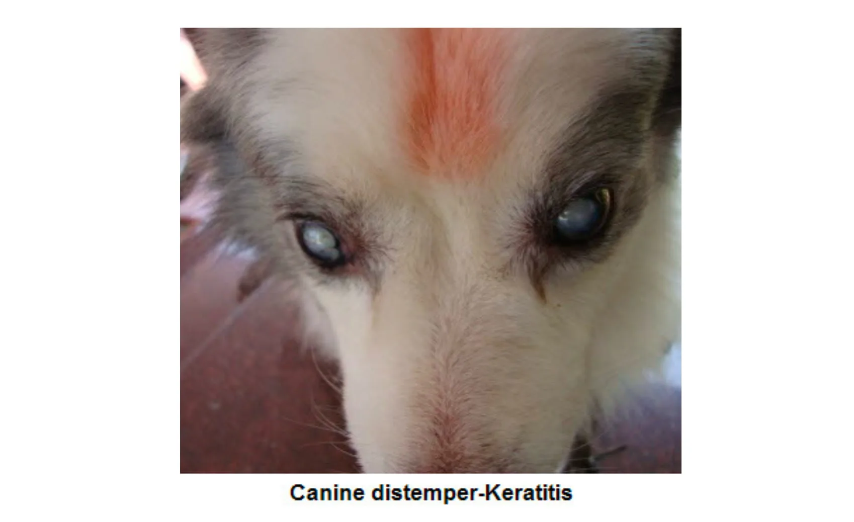 Keratitis in Canine Distemper (CD) in a Dog