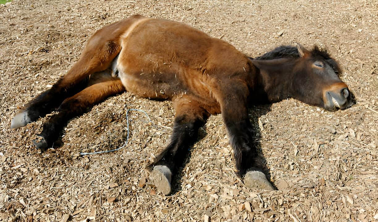Lacerations of the Birth Canal in a Horse