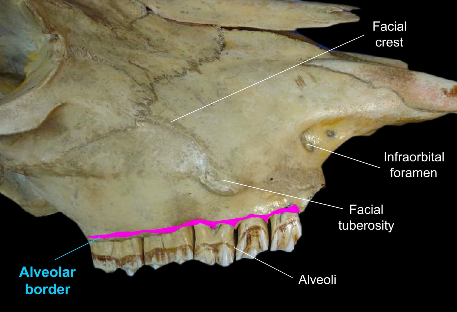 Lateral Surface Features of the Maxilla Bone in Ox