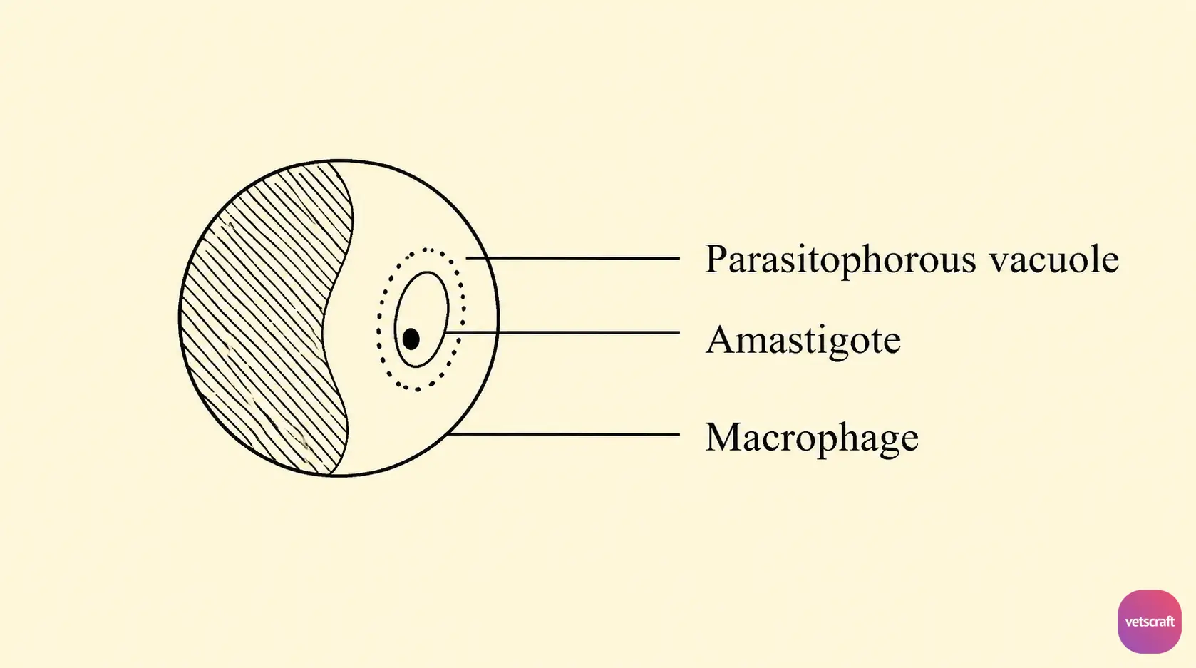 Leishmania Amastigote Inside a Macrophage (Parasitophorous Vacuole)