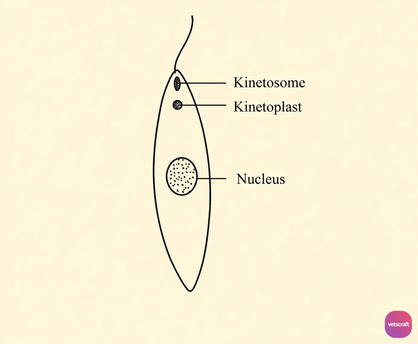 Leishmania Promastigote Structure Diagram