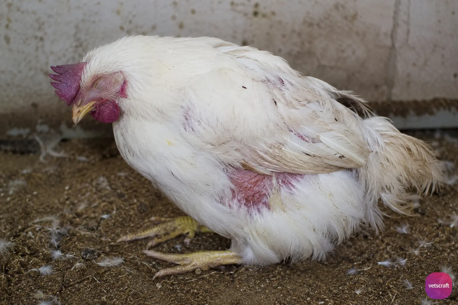 Leucocytozoon caulleryi (Akiba caulleryi) Infected Domestic Chicken