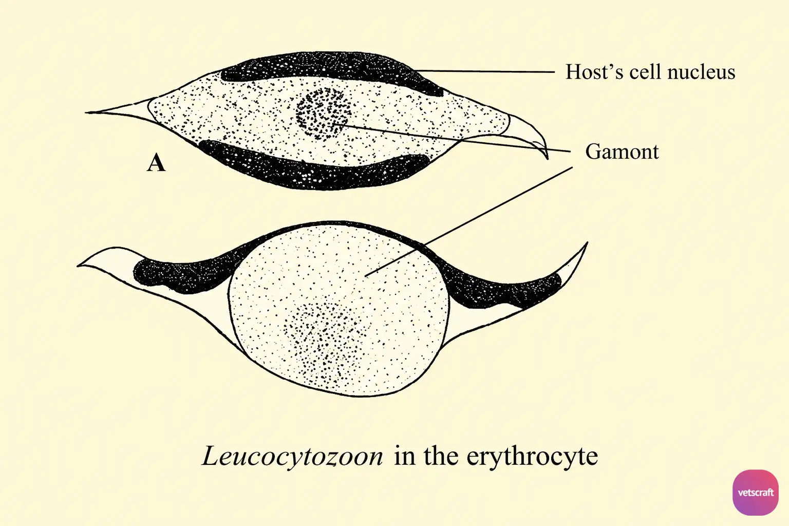Leucocytozoon simondi (Akiba simondi) Gamonts in Erythrocytes