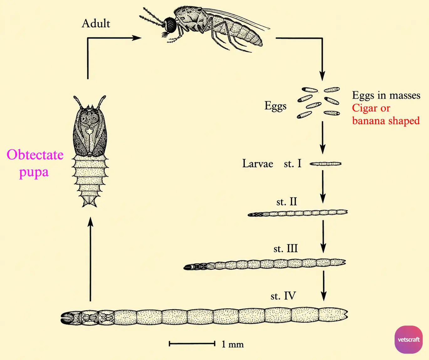 Life Cycle of Culicoides fulvithorax (Biting Midges)