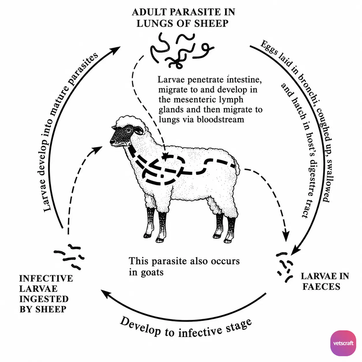 Life Cycle of Dictyocaulus filaria (Large Lungworm of Sheep and Goats)