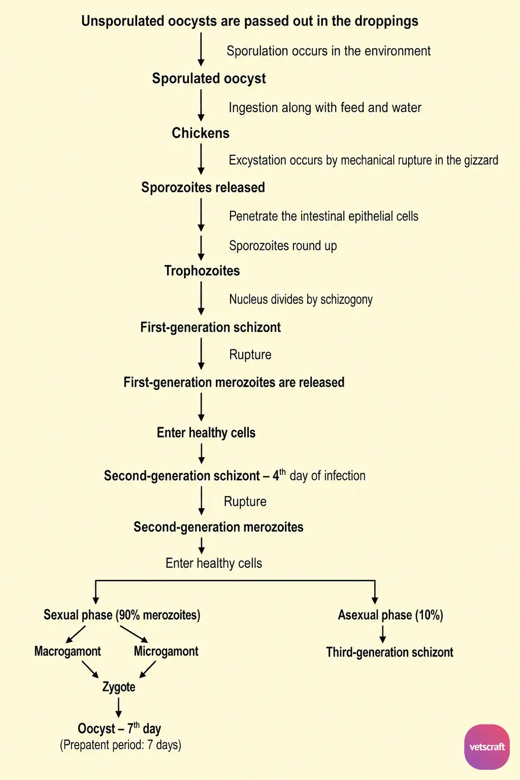 Life Cycle of Eimeria tenella (Caecal Coccidiosis)