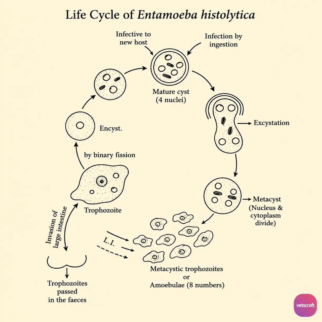 Life Cycle of Entamoeba histolytica