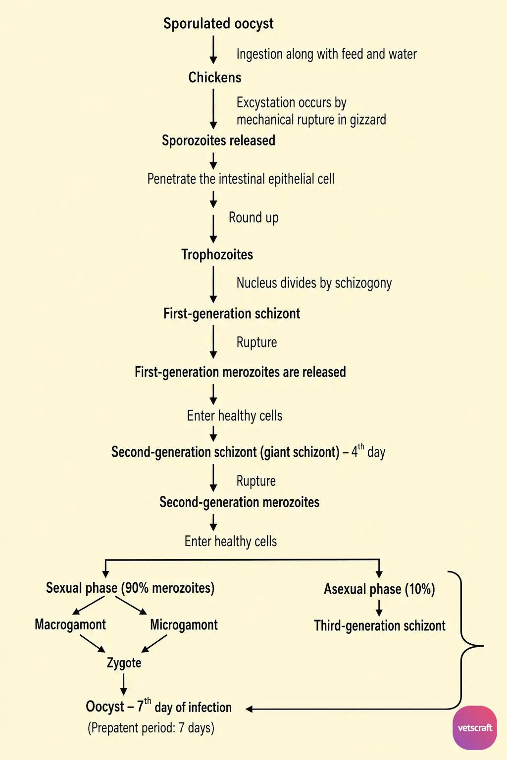 Life Cycle of Intestinal Coccidiosis (Eimeria necatrix)