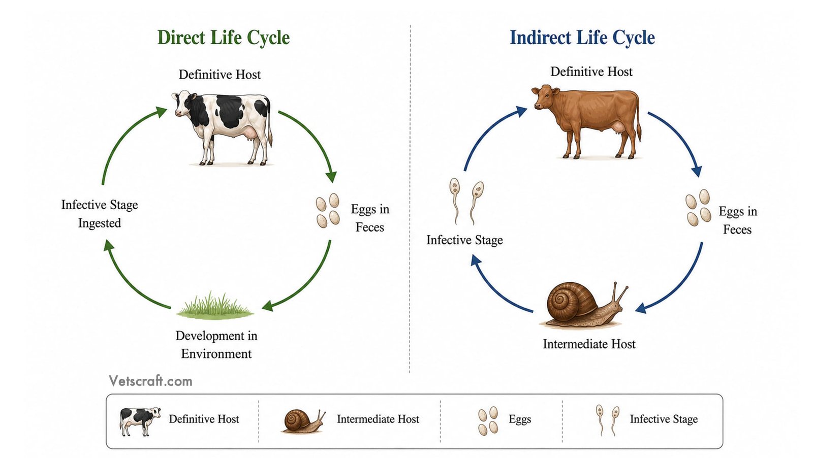 Life Cycle of Parasites - Direct and Indirect Life Cycles
