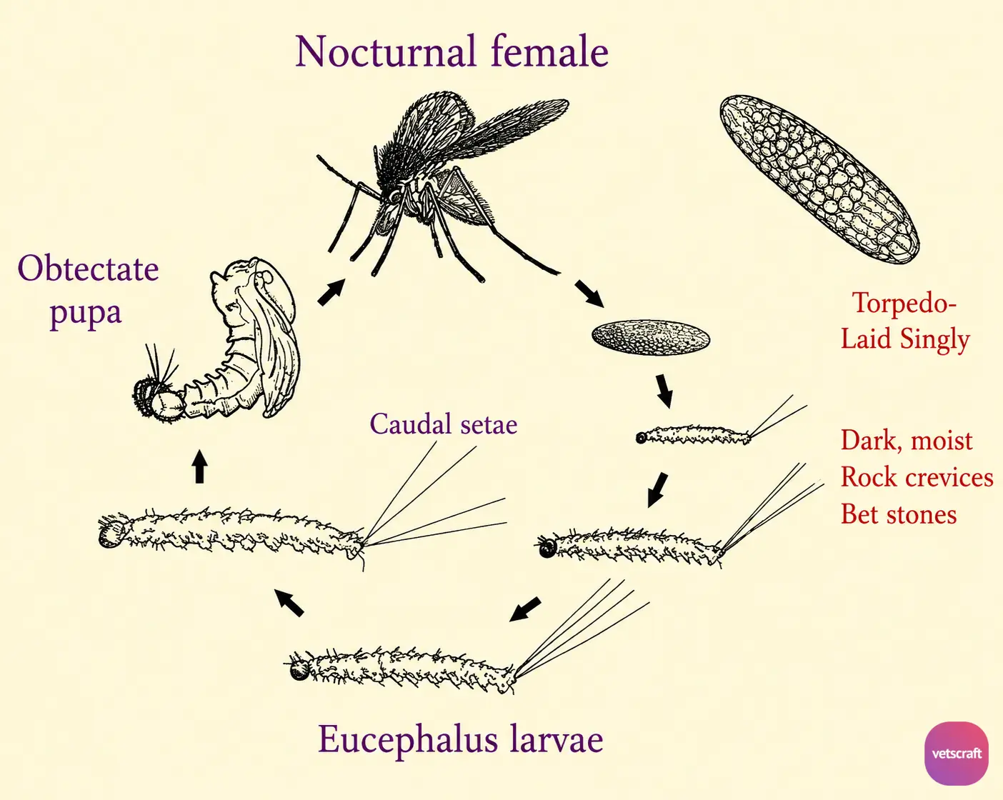 Life Cycle of Phlebotomus (Sand Fly)
