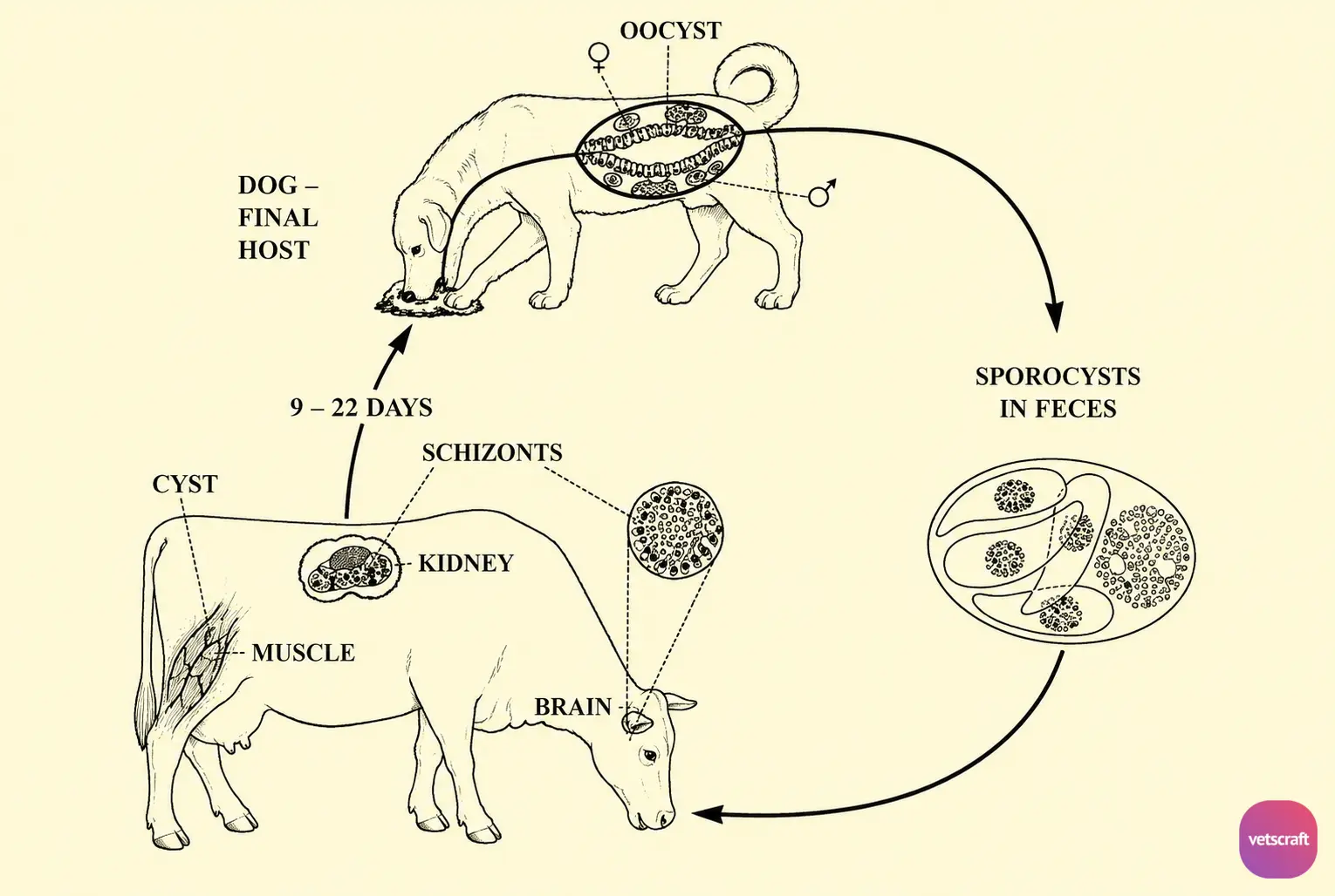 Life Cycle of Sarcocystis cruzi in Animals
