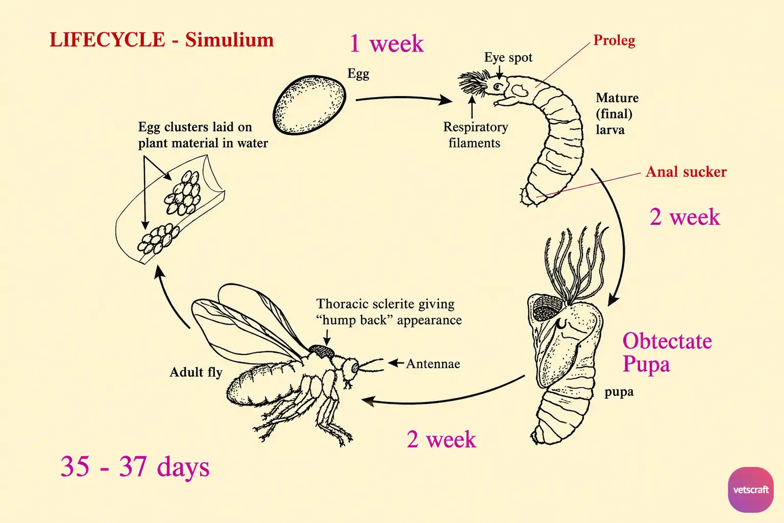 Life Cycle of Simulium indicum (Black Fly)