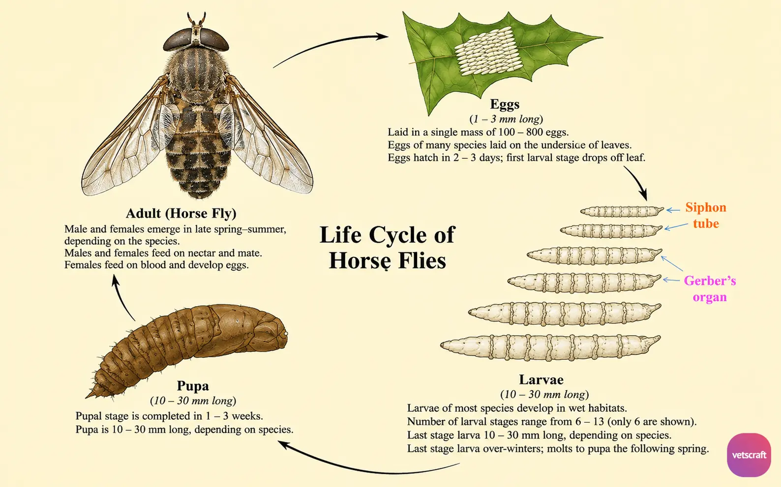 Life Cycle of Tabanus (Horse Fly) with Developmental Stages