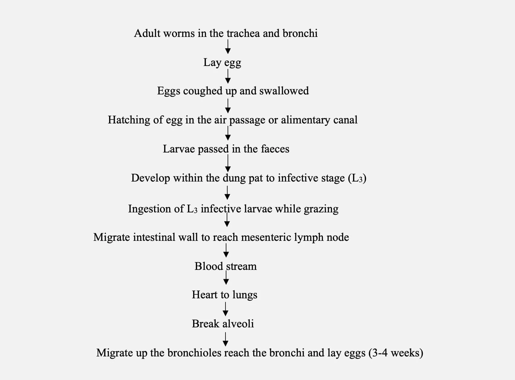Life cycle and transmission of Verminous bronchitis in cattle (Dictyocaulus viviparous)