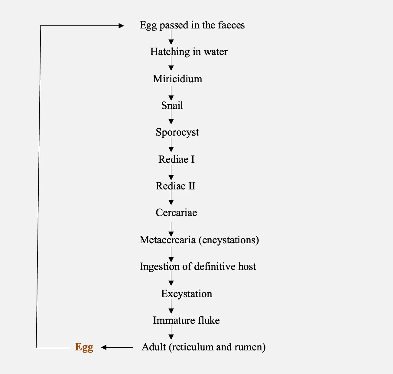 Life cycle of Amphistomes