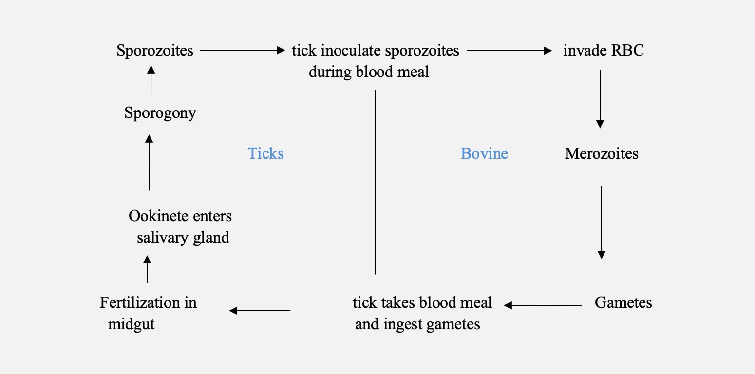 Life cycle of Babesia species