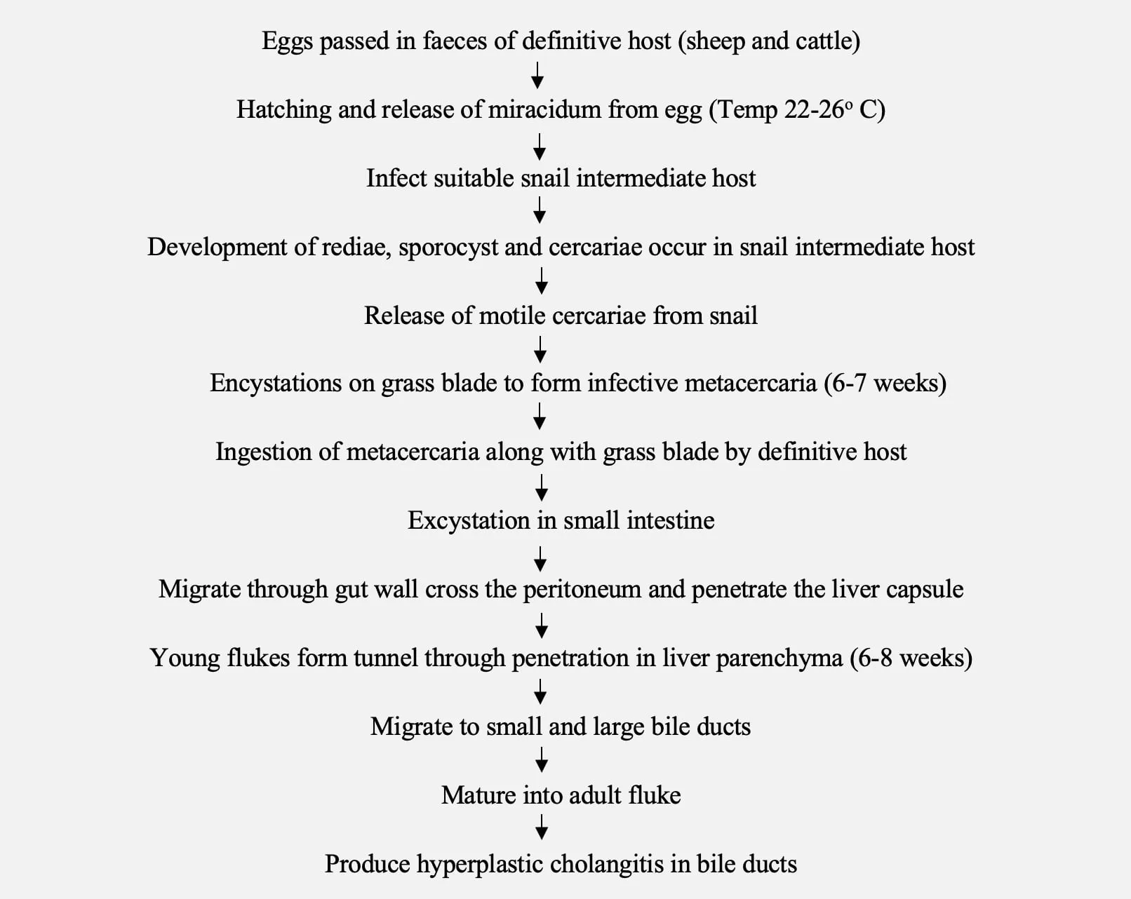 Life cycle of Fascioliasis (Liver Fluke Disease) Parasite