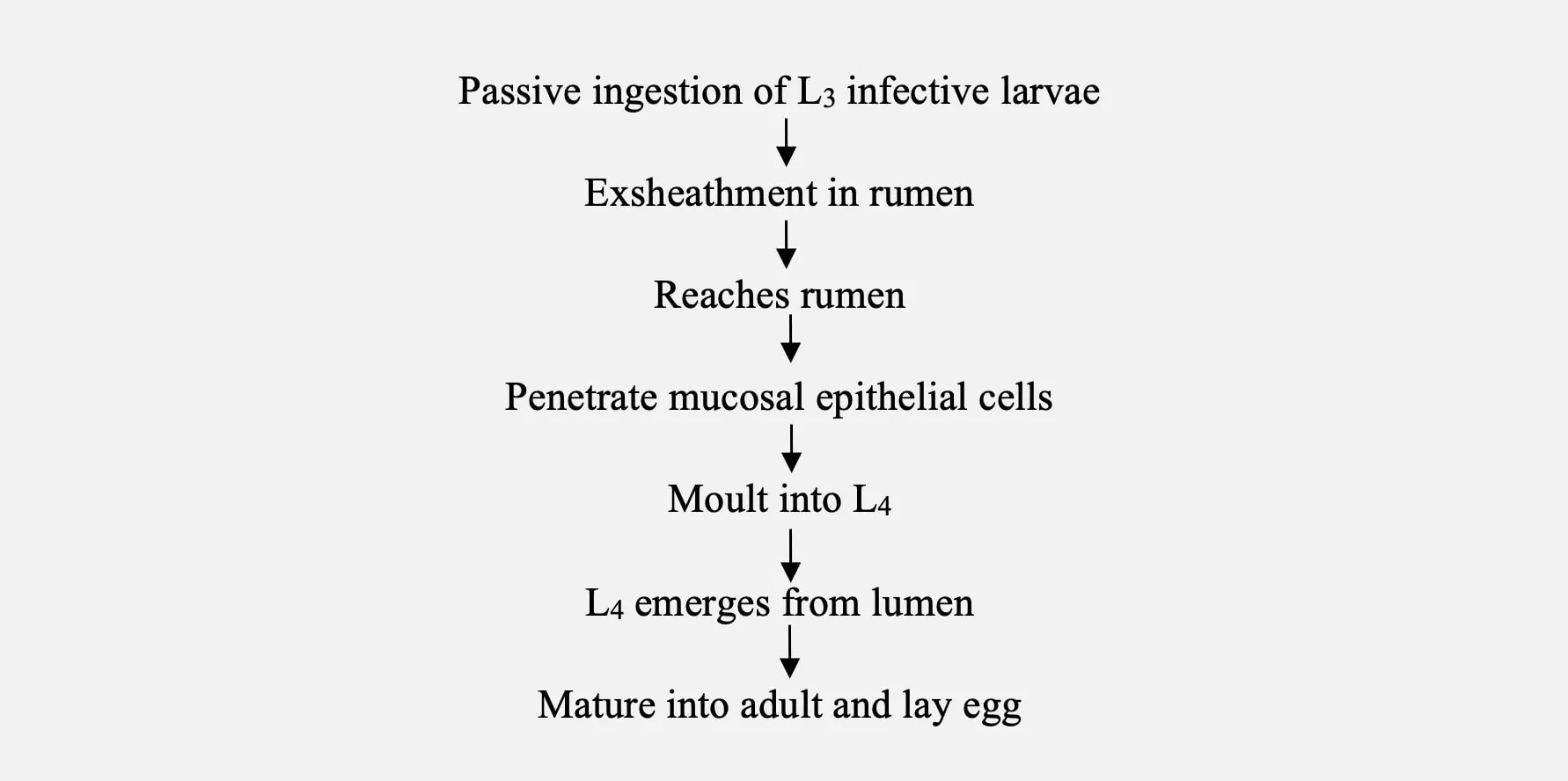 Life cycle of Haemonchosis causing nematode