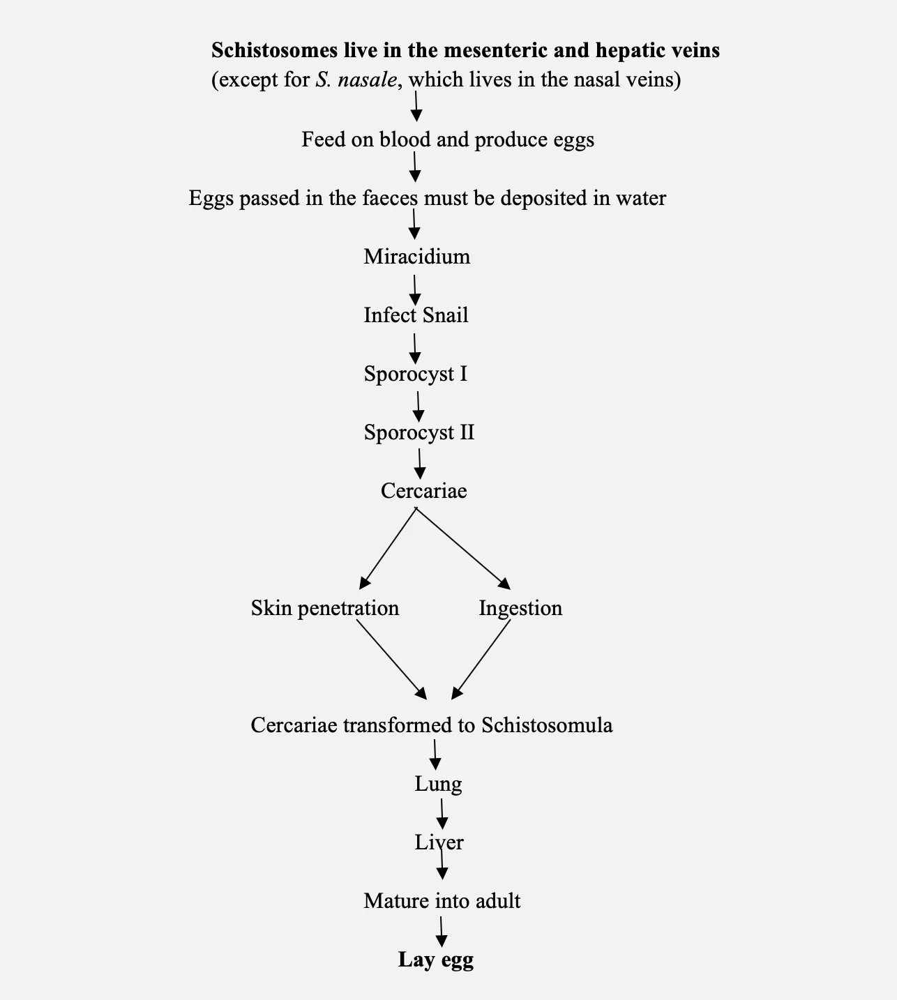 Life cycle of Schistosomes