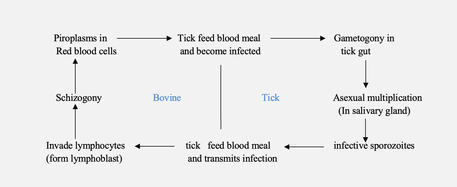 Theileriosis | Tropical Bovine Theileriosis & East Coast Fever