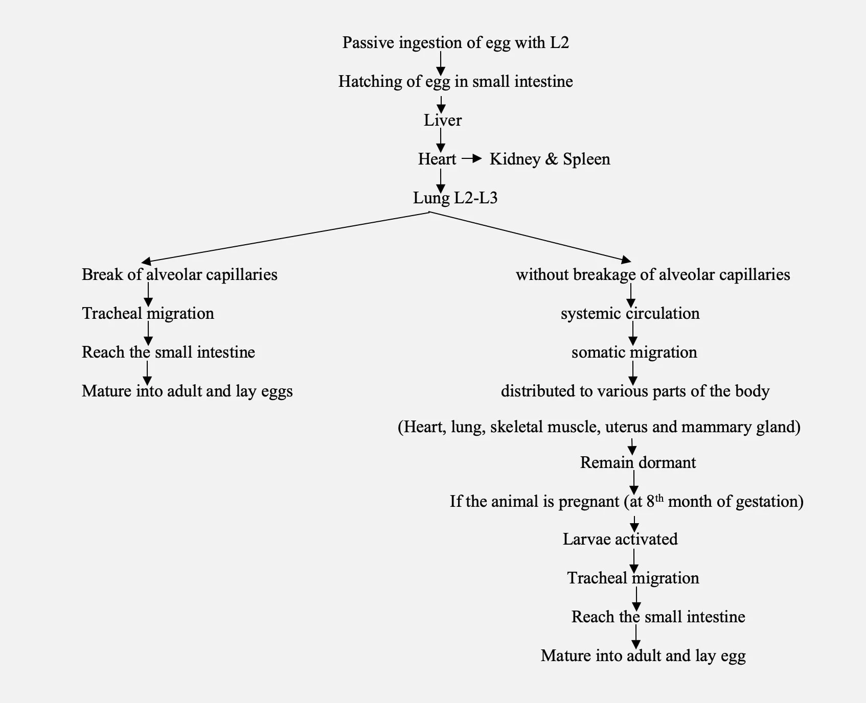Life cycle of Toxocara vitulorum