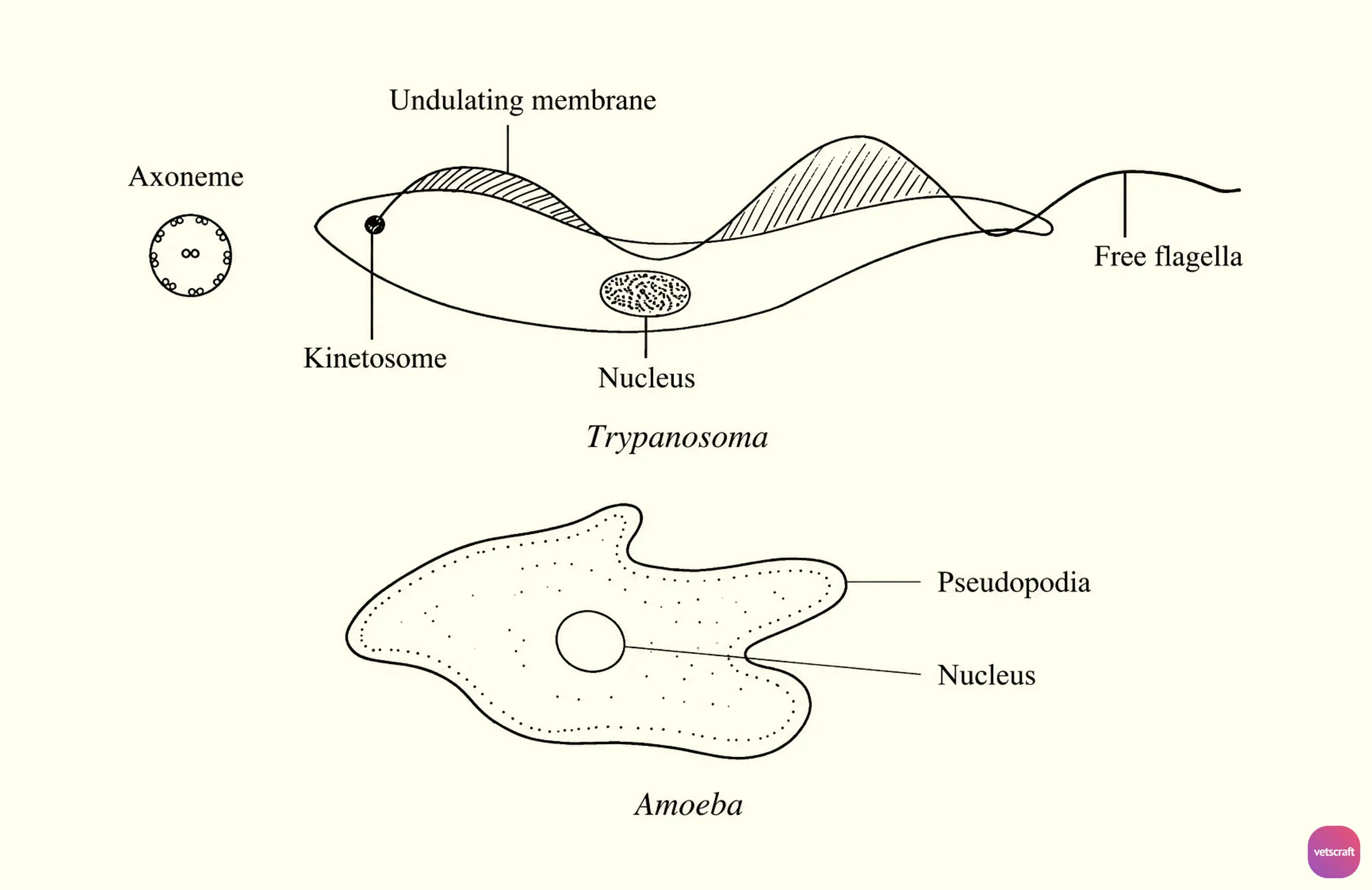 Locomotion in Protozoa (Flagellum and Pseudopodia)