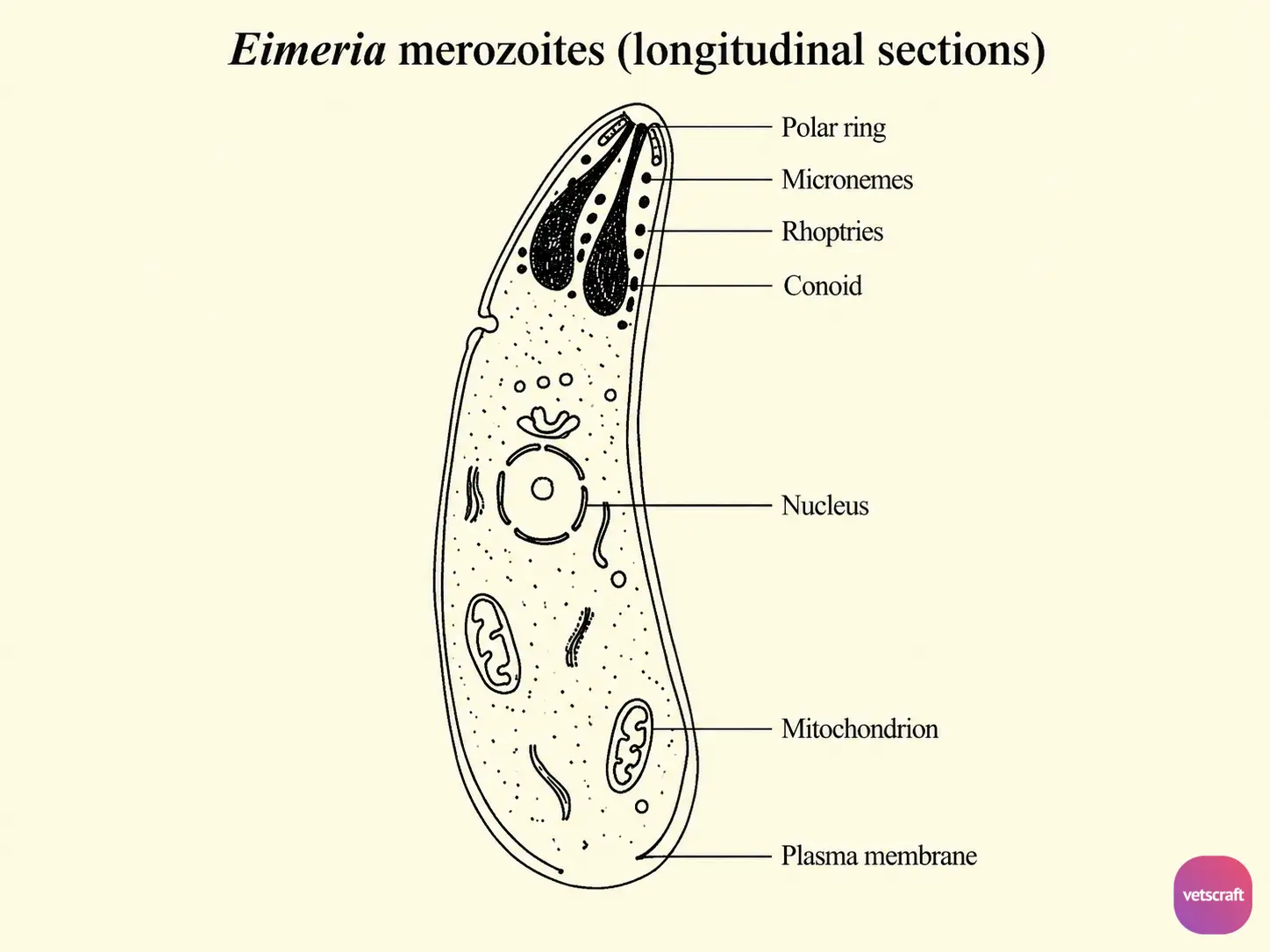 Longitudinal Section of an Eimeria Merozoite Showing the Apical Complex