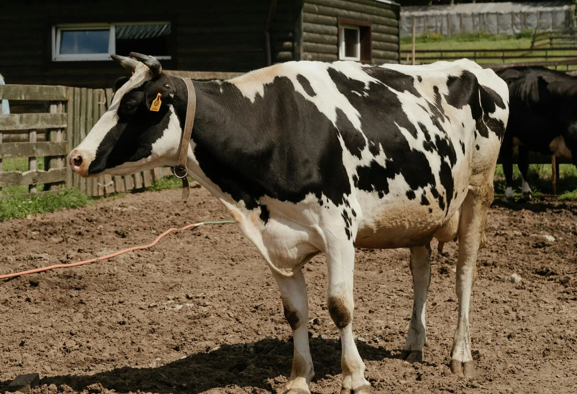 Manganese (Mn) Deficiency in a cross breed jersy cow