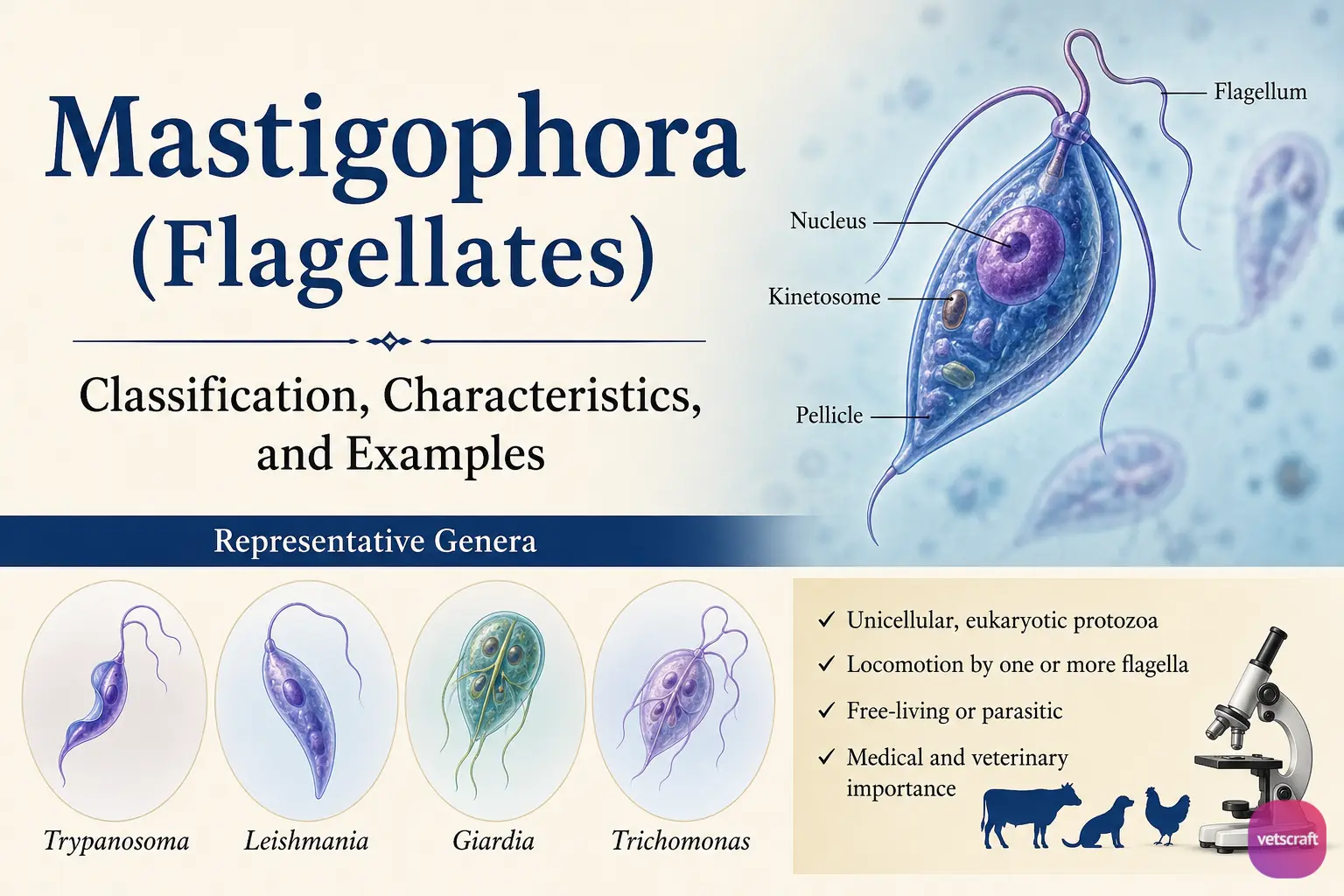 Mastigophora (Flagellates)