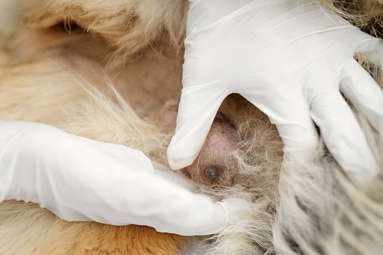 Mastitis in a Female Dog