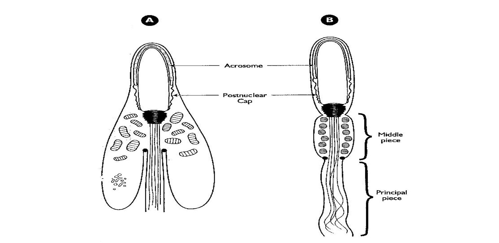 Maturation Phase of Spermatogenesis