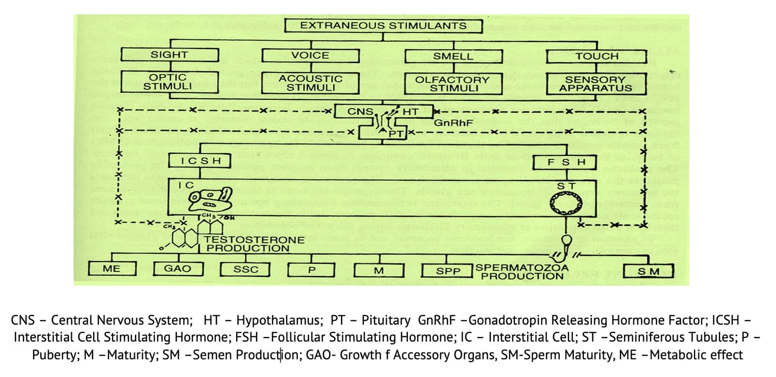 Mechanism for Onset of Puberty or Sex Desire