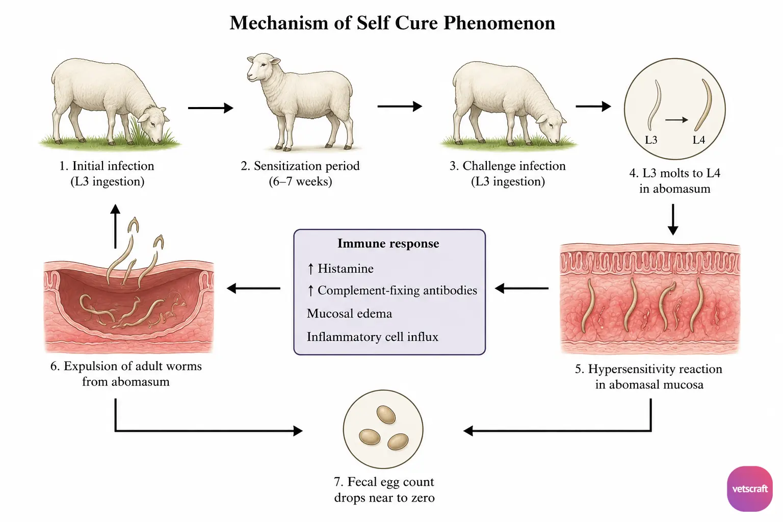 Mechanism of Self Cure Phenomenon