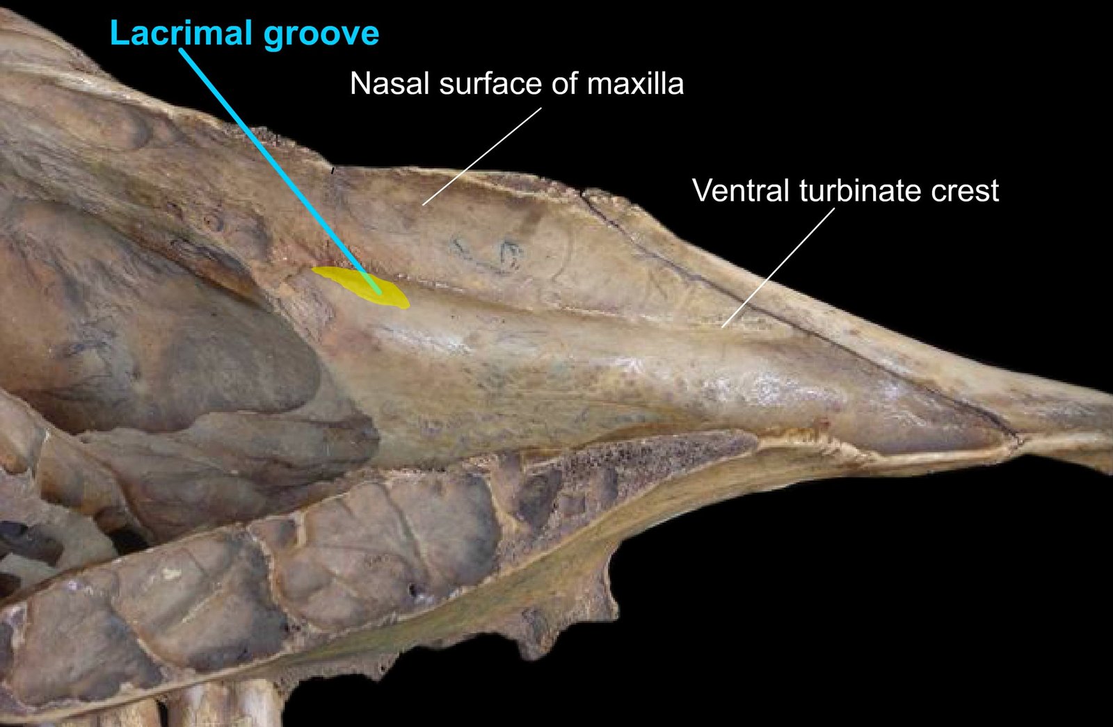 Medial (Nasal) Surface of the Maxilla Bone Showing the Ventral Turbinate Crest and Lacrimal Groove
