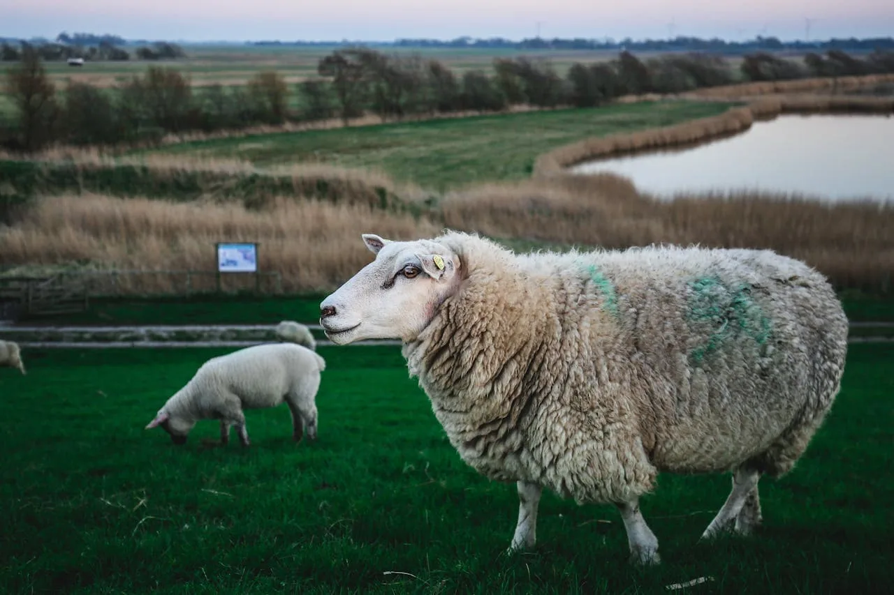 Metal Toxicity (Lead, Arsenic, Mercury and Selenium) in a sheep