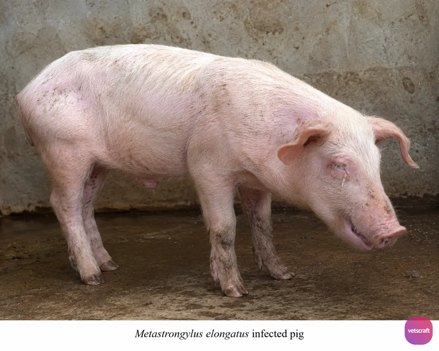 Metastrongylus elongatus Infection in a Pig
