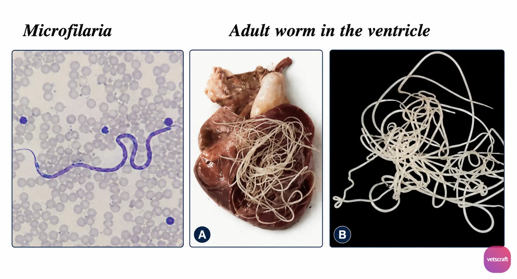 Microfilaria and Adult Dirofilaria immitis (Canine Heartworm)