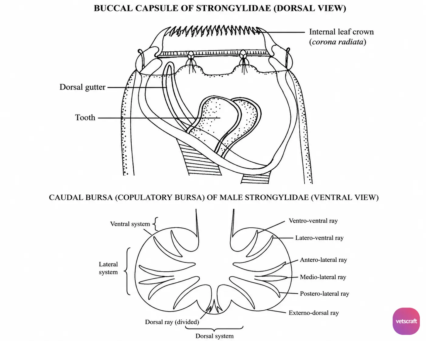 Morphological Features of Family Strongylidae (Palisade Worms)