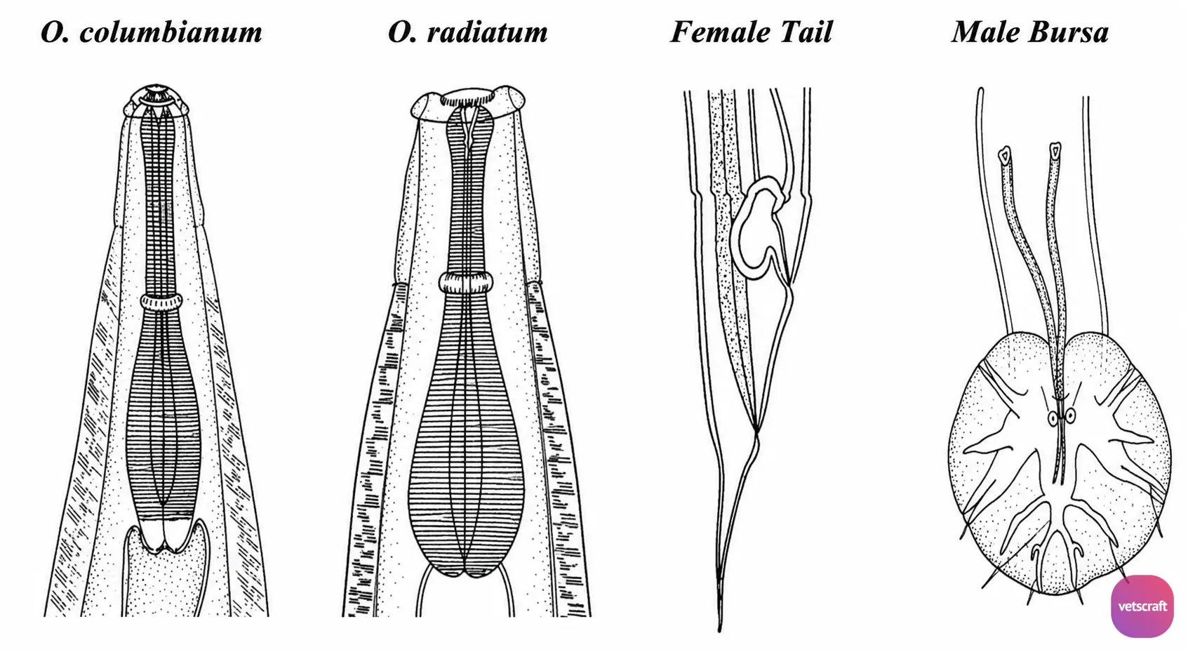 Morphological Features of O. columbianum and O. radiatum