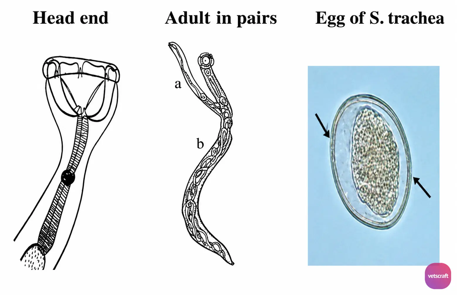 Morphological Features of Syngamus trachea (Gapeworm of Poultry)