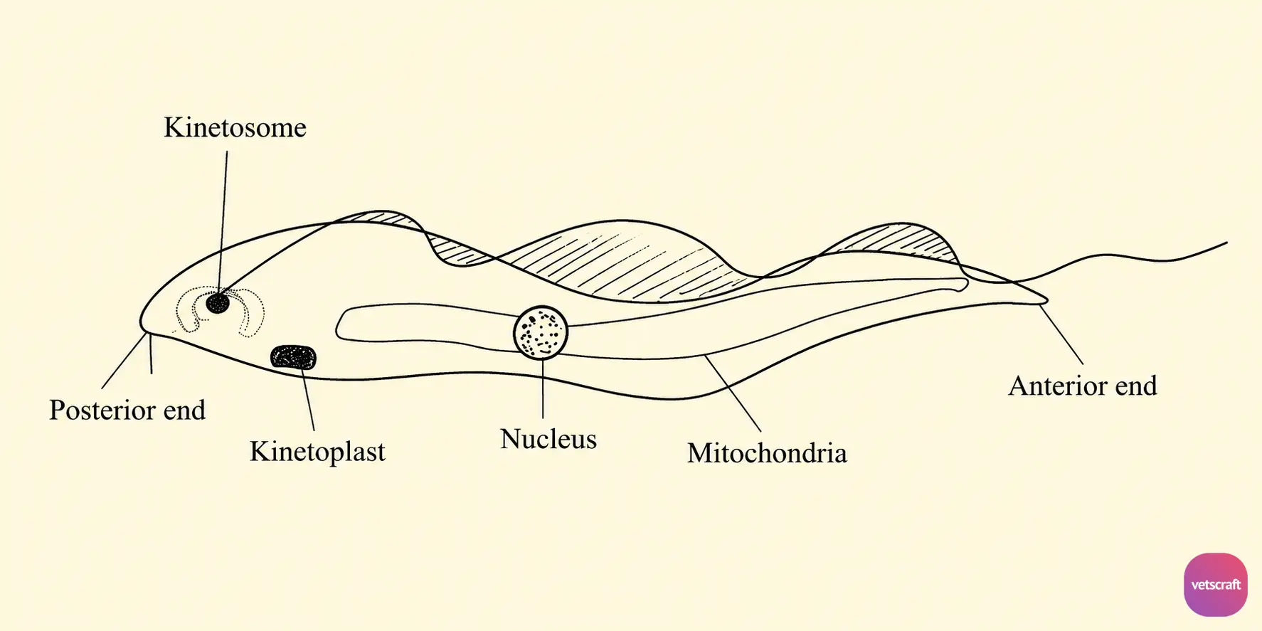 Morphological Structure of Trypanosoma