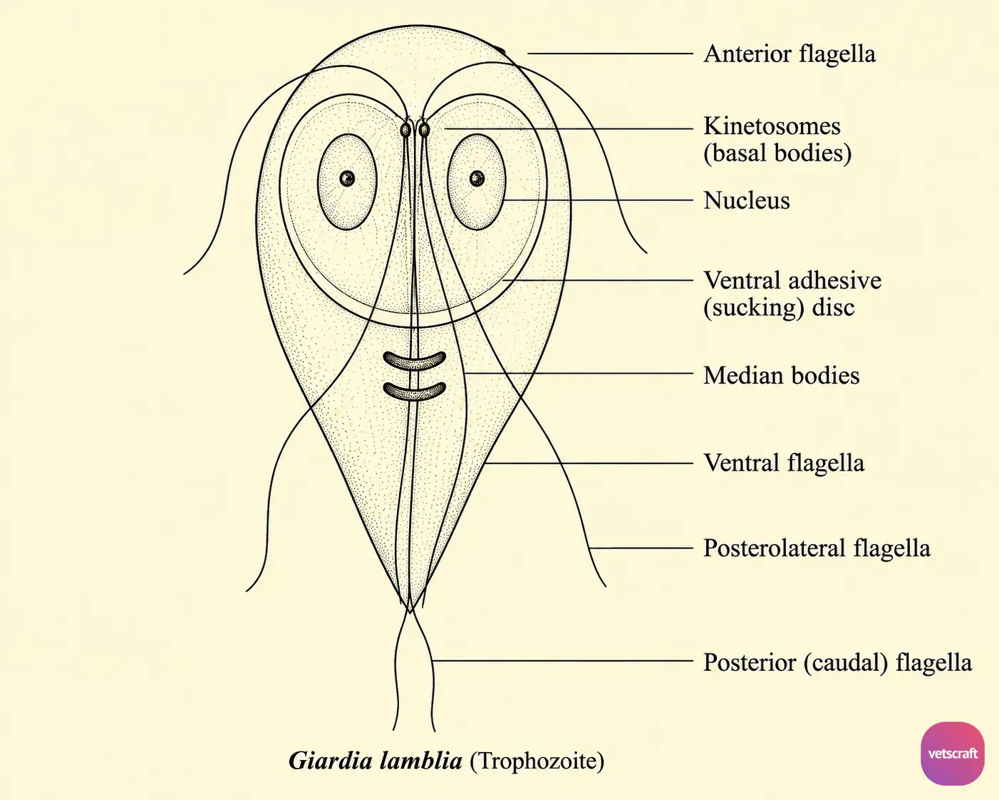 Morphology of Giardia lamblia Trophozoite