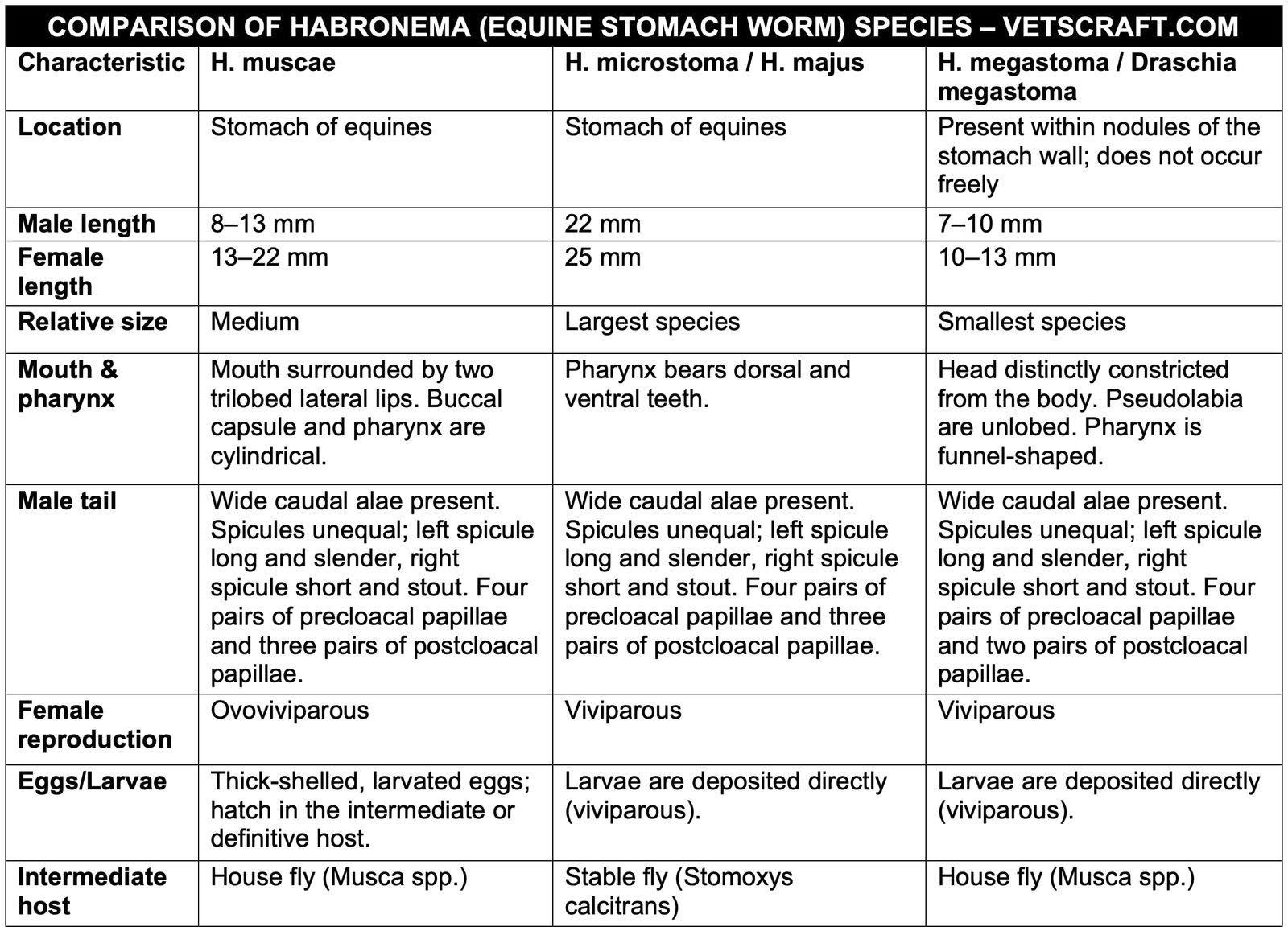 Morphology of Habronema (Equine Stomach Worm) Species