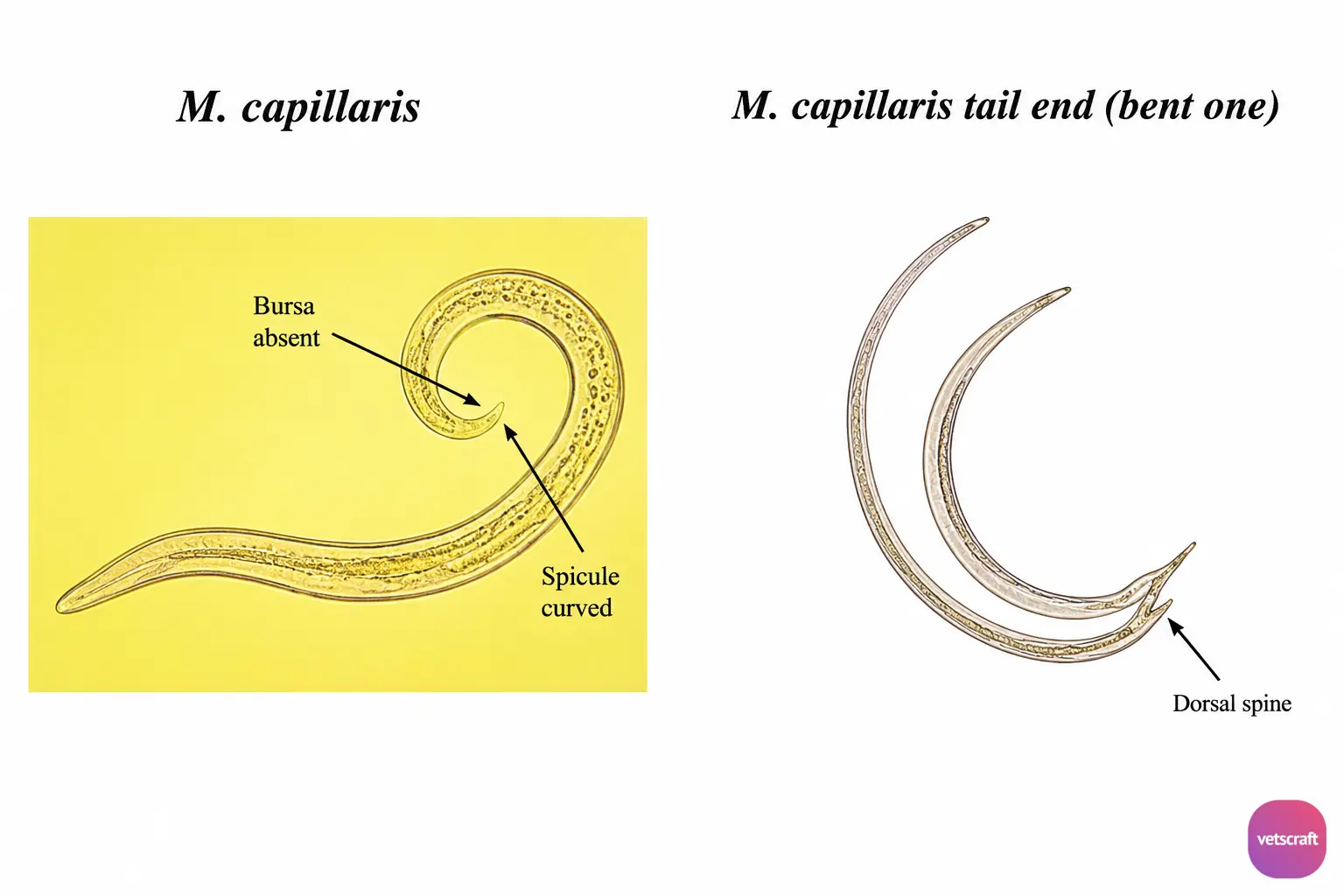 Morphology of Muellerius capillaris Showing the Characteristic Dorsal Spine