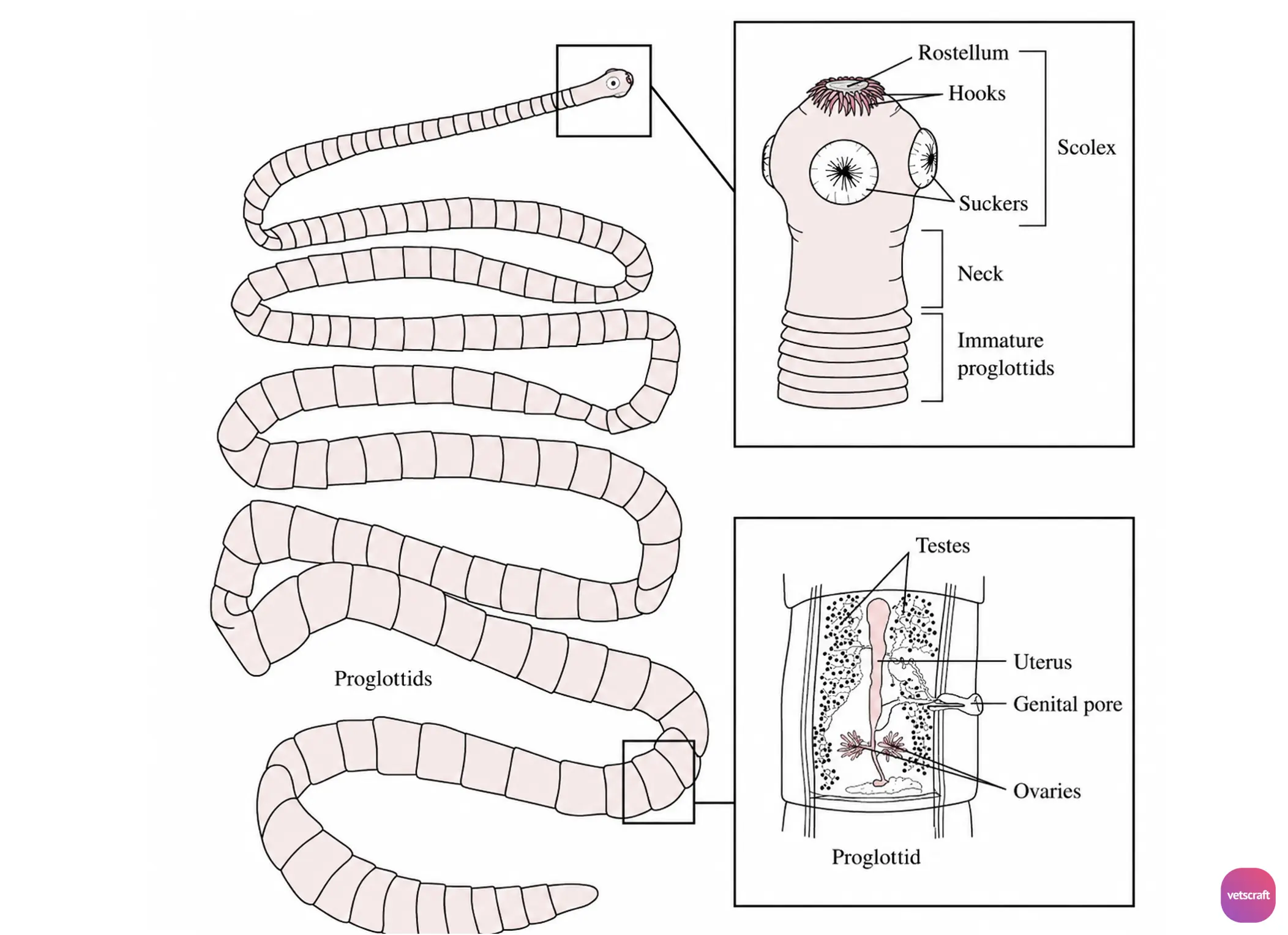 Morphology of Tapeworms (Class Cestoda / Tape Worms)