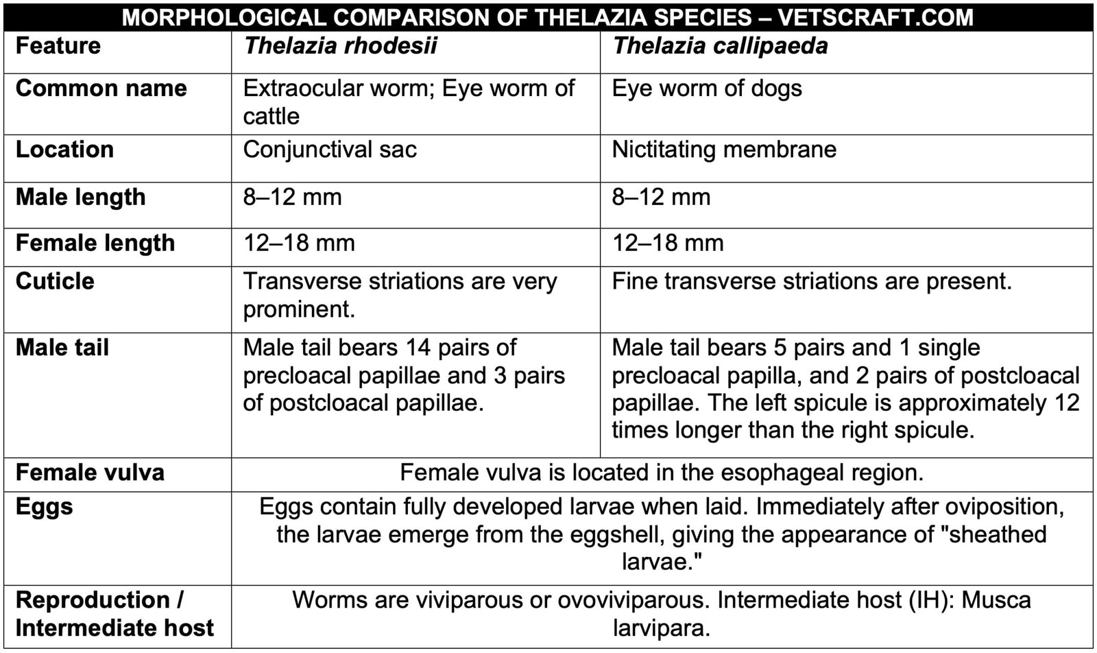 Morphology of Thelazia (Eye Worm) Species