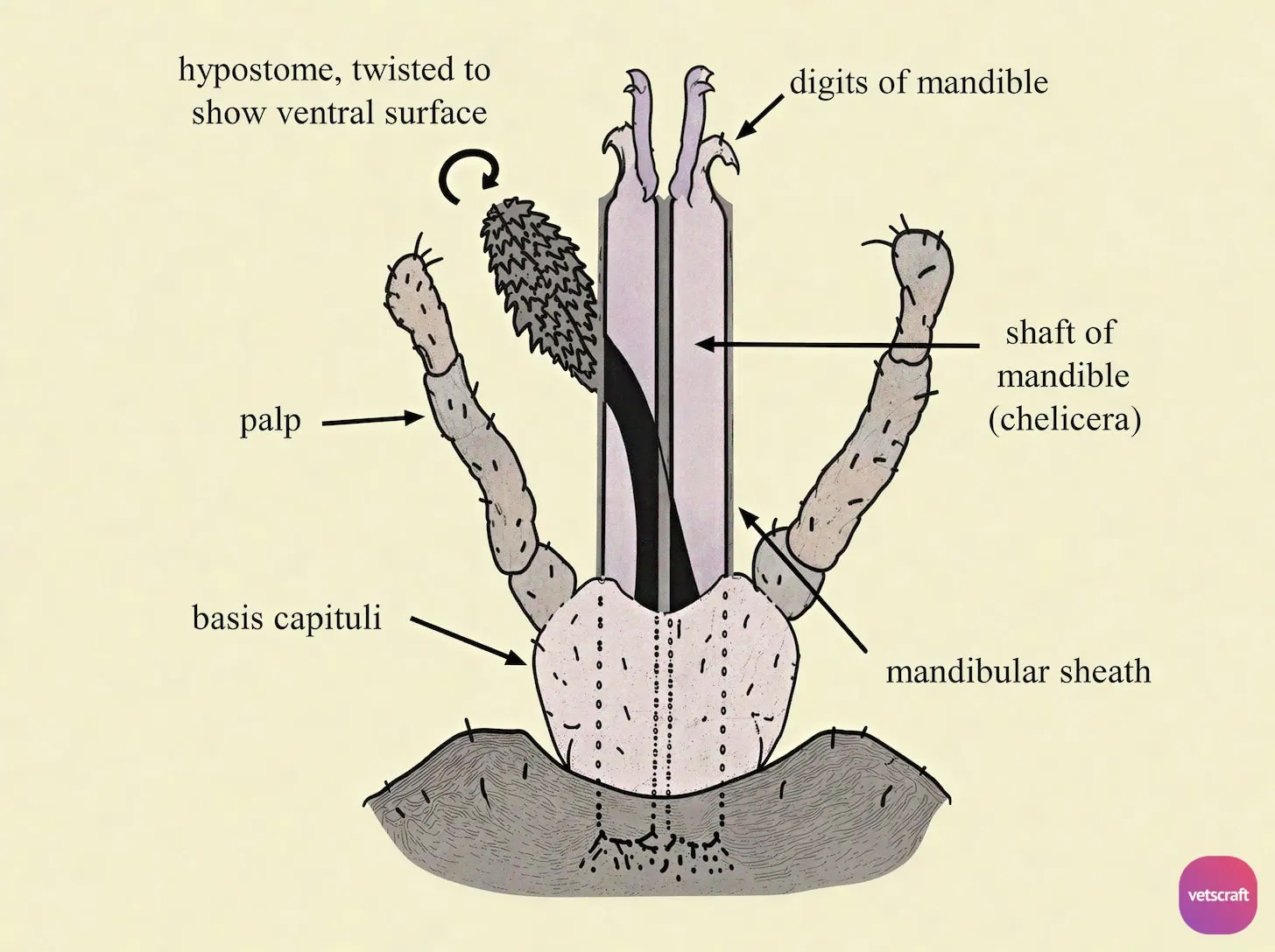 Morphology of Tick Mouthparts