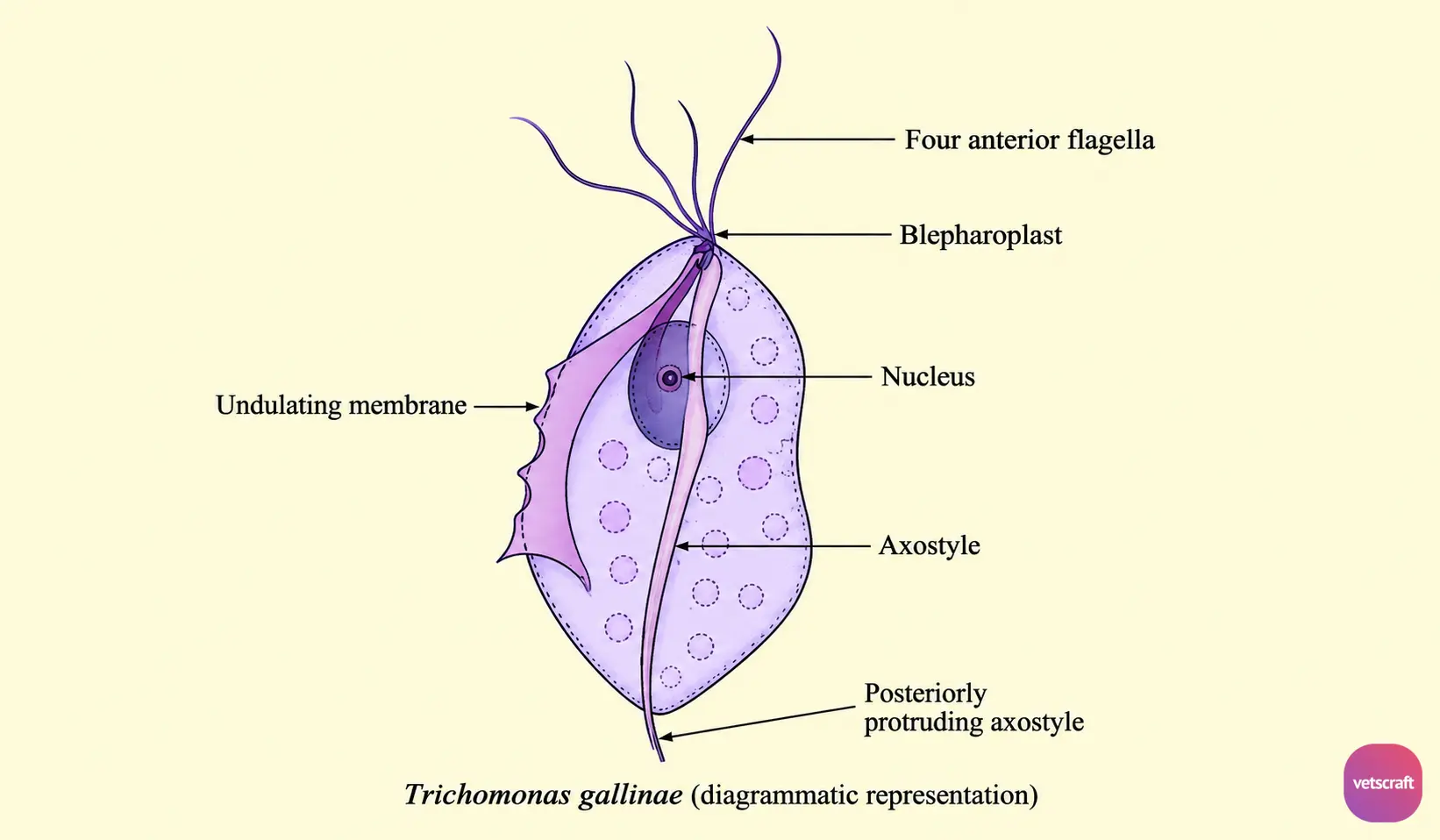 Morphology of Trichomonas gallinae