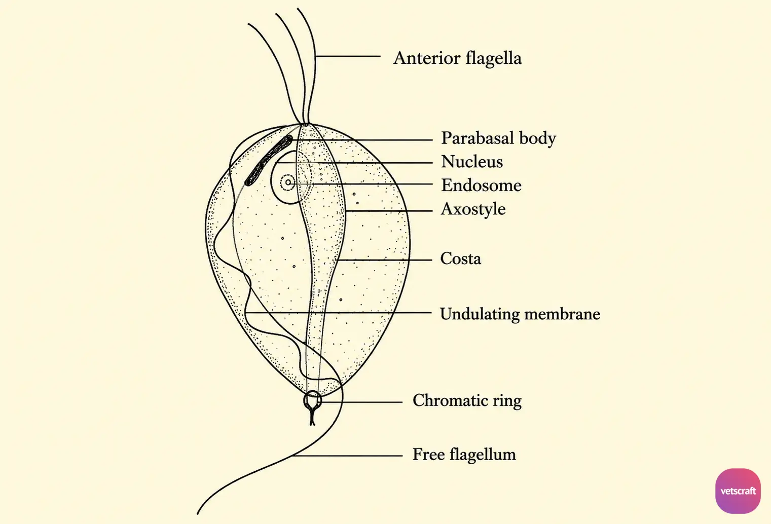 Morphology of Tritrichomonas foetus